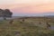 Peaceful image of a pride of lions walking across a sun-kissed grassy field at sunset