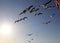 Peaceful image of sea gulls flying high against bright blue skies with edge of flag in photo