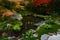 Peaceful Japanese fish pond in autumn with beautiful maples showing their fall colors