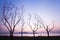 A peaceful lakeside at sunset, unidentified male walking in the lined of leafless tree trunks. Abstract shape of branches of trees