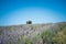 Peaceful lavender fields in Santa Luce, Tuscany, Italy