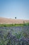 Peaceful lavender fields in Santa Luce, Tuscany, Italy