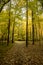 Peaceful, leaf strewn path in forest located in the north woods