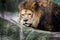 Peaceful lion on a rocky ledge