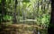 Peaceful Louisiana swamp inlet with shadows