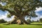 Peaceful magical ancient tree in a field.