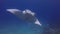 Peaceful manta ray mouth open. Fish school & graceful marine life. Calm blue sea