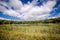 Peaceful meadow in rural Zimmerman Minnesota with a pond and lily pads