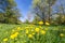 Peaceful meadow with yellow dandelion flowers and trees in the background