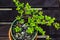 Peaceful meditation Succulent potted plant tranquil