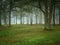 Peaceful misty wooded yard in a foggy morning. Landscape with moss covered trees and green grass.