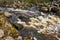 Peaceful Moody River scene on forest