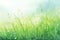 Peaceful morning dew on grass self care background