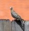 Peaceful Mourning Dove on Wood Fence