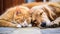 Peaceful Nap: Golden Retriever and Ginger Cat Together, Animal Friendship