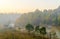 Peaceful natural pine tree in morning with fog at Galyani Vadhana District