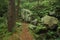 Peaceful nature scenic environment landscape deep forest vivid green and brown colors small narrow lonely trail between rocks