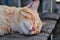 Peaceful orange kitten curled up sleeping