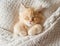 Peaceful orange red tabby cat male kitten curled up sleeping. White background