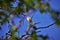 A peaceful Passer perched on a branch in the backyard