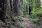 Peaceful path through the California Redwoods