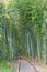 Peaceful path through green bamboo grove at Kodai-ji Temple in K