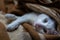 Peaceful and Playful: Happy white Cat Relaxing at Home