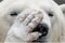 Peaceful polar bear covers eyes with paw, embracing tranquility