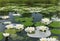 A peaceful pond covered in lily pads, with delicate white blooms resting on the water\\\'s surface.