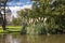 Peaceful pond with Pacific Black Duck swimming at Carlton Garden