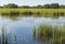 A peaceful pond surrounded by tall cattails, with a family of ducks gliding across the water\\\'s surface