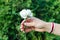 Peaceful protests. Presidential elections 2020. promotion white flower in woman hand, symbol on green background