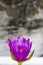 Peaceful Purple Water Lily in a Zen Outdoor