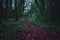 Peaceful red trail inside the forest of Kilkenny, Ireland, surrounded by trees mixed with green and red leaves in winter