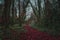 Peaceful red trail inside the forest of Kilkenny, Ireland, surrounded by trees mixed with green and red leaves in winter