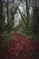 Peaceful red trail inside the forest of Kilkenny, Ireland, surrounded by trees mixed with green and red leaves in winter