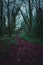 Peaceful red trail inside the forest of Kilkenny, Ireland, surrounded by trees mixed with green and red leaves in winter