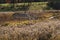 Peaceful, relaxing scene of small wooden footbridge over a creek, with fall foliage and colors. Taken in Scandia, Minnesota in