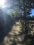 Peaceful rock road over the Spanish Trail. The light escaping through the trees.