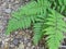 Peaceful Rocks and Fern