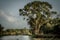 Peaceful and romantic river with huge tree