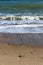 Peaceful scene at the beach, with waves lapping the shore, throwing shells and pebbles at the water`s edge