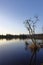 A peaceful scene of Birch Trees with Reeds on the side of Clunie Loch after the sun has set.