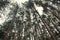 Peaceful scene in the forest, looking up through a copse of trees to sky beyond