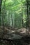 Peaceful scene in the forest with trees lining both sides of hiker`s path that leads to the summit