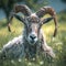 Peaceful scene gray horned animal on vibrant green grass