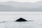 Peaceful scene with a lonely humpback whale in the sea