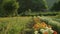 A peaceful scene of rows upon rows of blooming flower crops with bees buzzing around and birds singing in the background