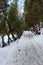 Peaceful scene with snow covered pathway used by hikers and snowshoes in wintertime