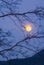 Peaceful scenery of wilderness at night. Night sky with full moon behind blurred bare branches of tree, blue mountains backgrounds